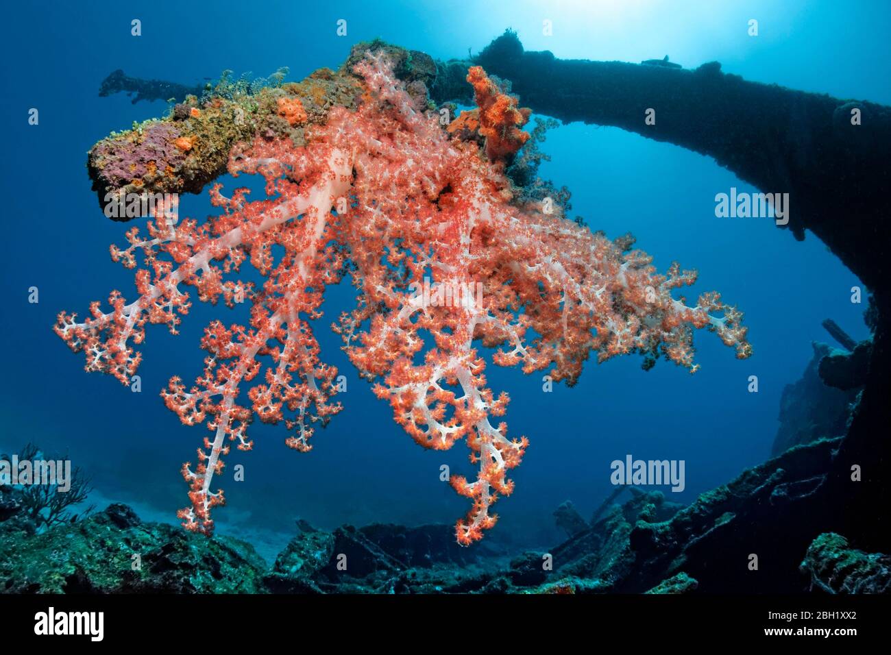 Le corail doux de Klunzinger (Dendronephthya klunzingeri) sur mât, feu arrière, épave de Saint Quentin, coulé en 1898, Océan Pacifique, Mer de Chine méridionale, Baie Subic Banque D'Images