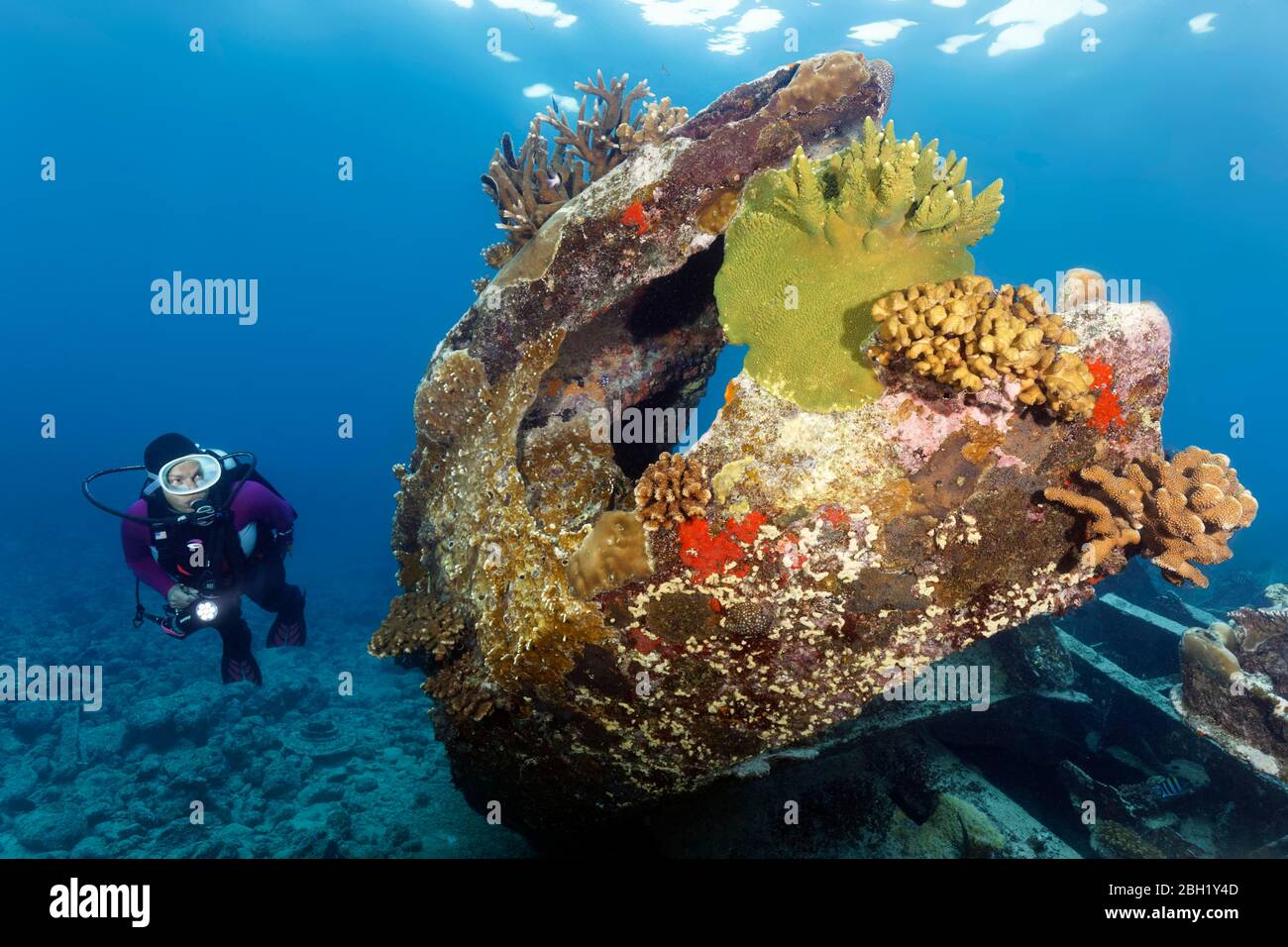 Plongée avec observation de l'épave malaisienne, Océan Pacifique, Mer de Sulu, Parc marin national du récif de Tubbataha, Province de Palawan, Philippines Banque D'Images