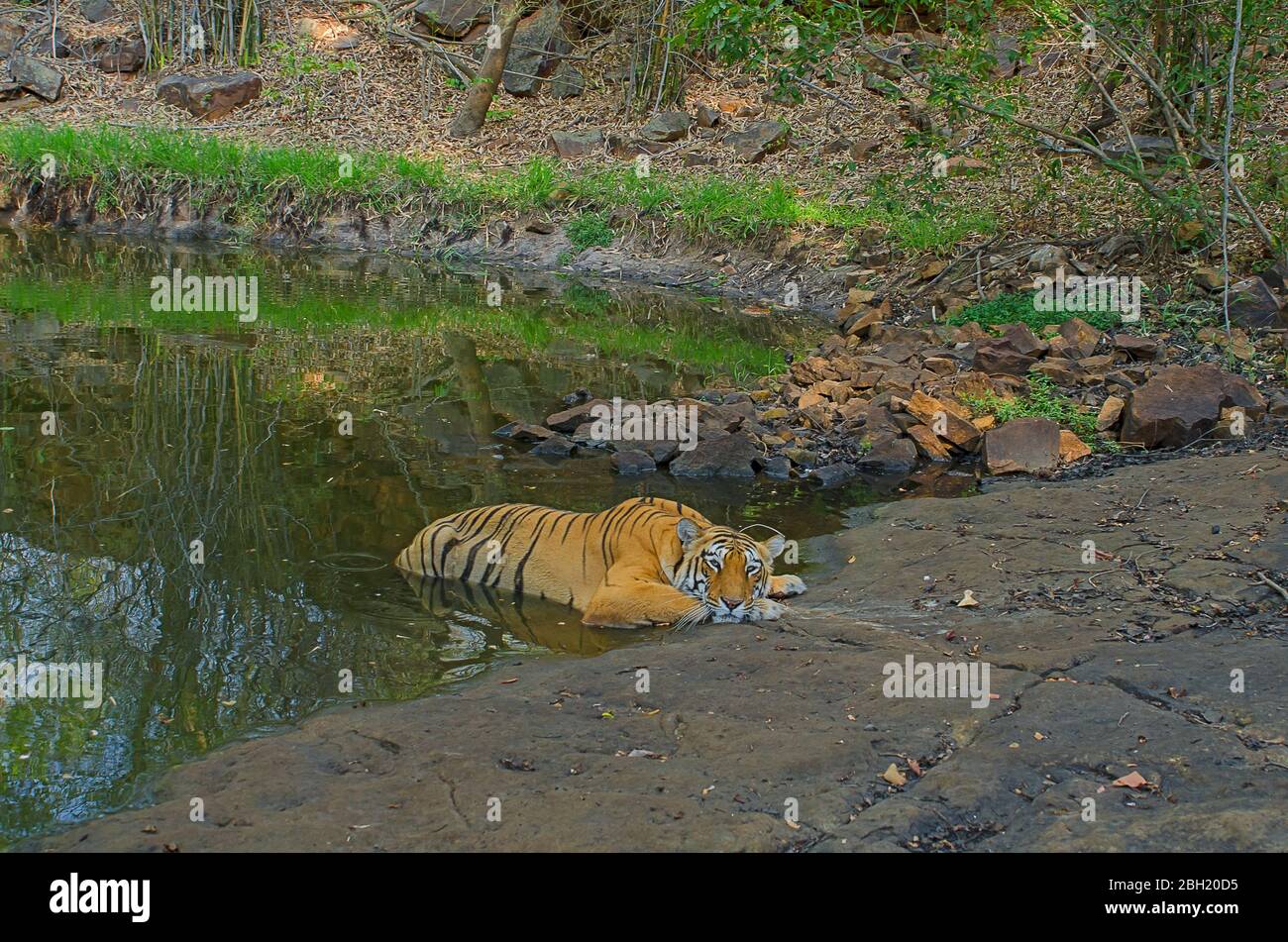 Tigre reposant à un trou d'eau Banque D'Images