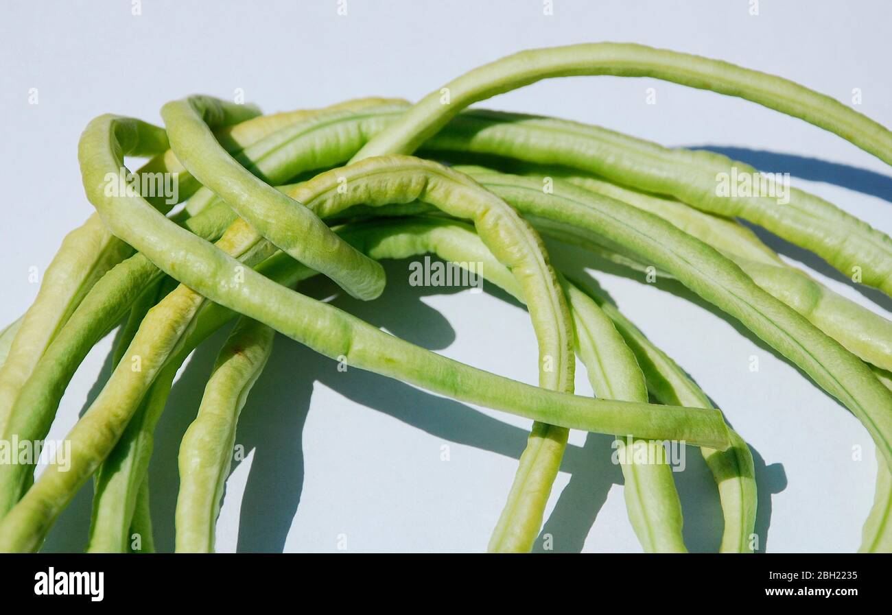 Un paquet de gousses de haricots de Vigna unguiculata Sesquipedalis – ces haricots annuels sont également appelés haricots yardlong, bora, niébé à longue podotte, haricots d'asperges, Banque D'Images
