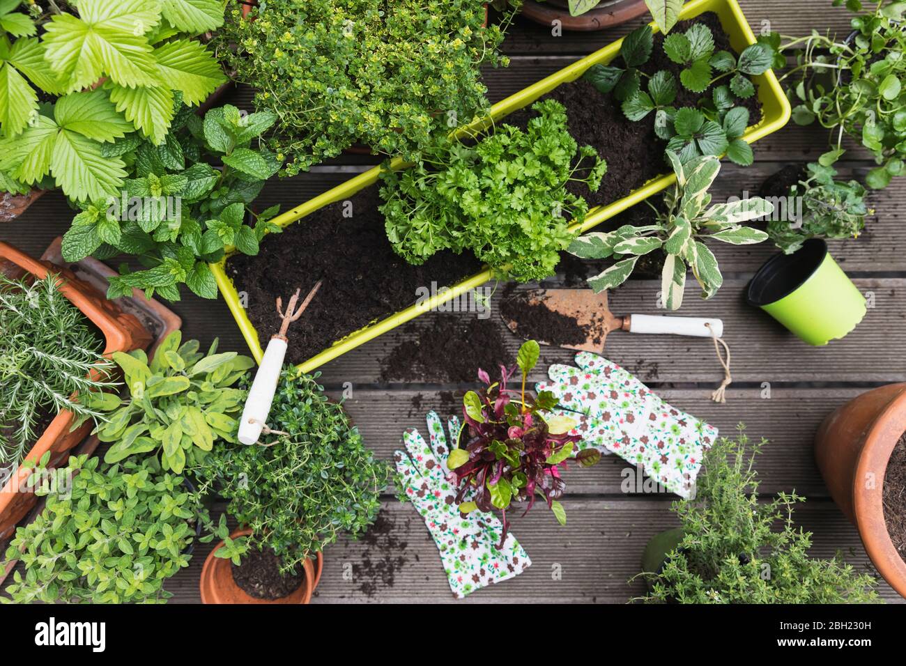 Plantation de diverses herbes et légumes culinaires Banque D'Images
