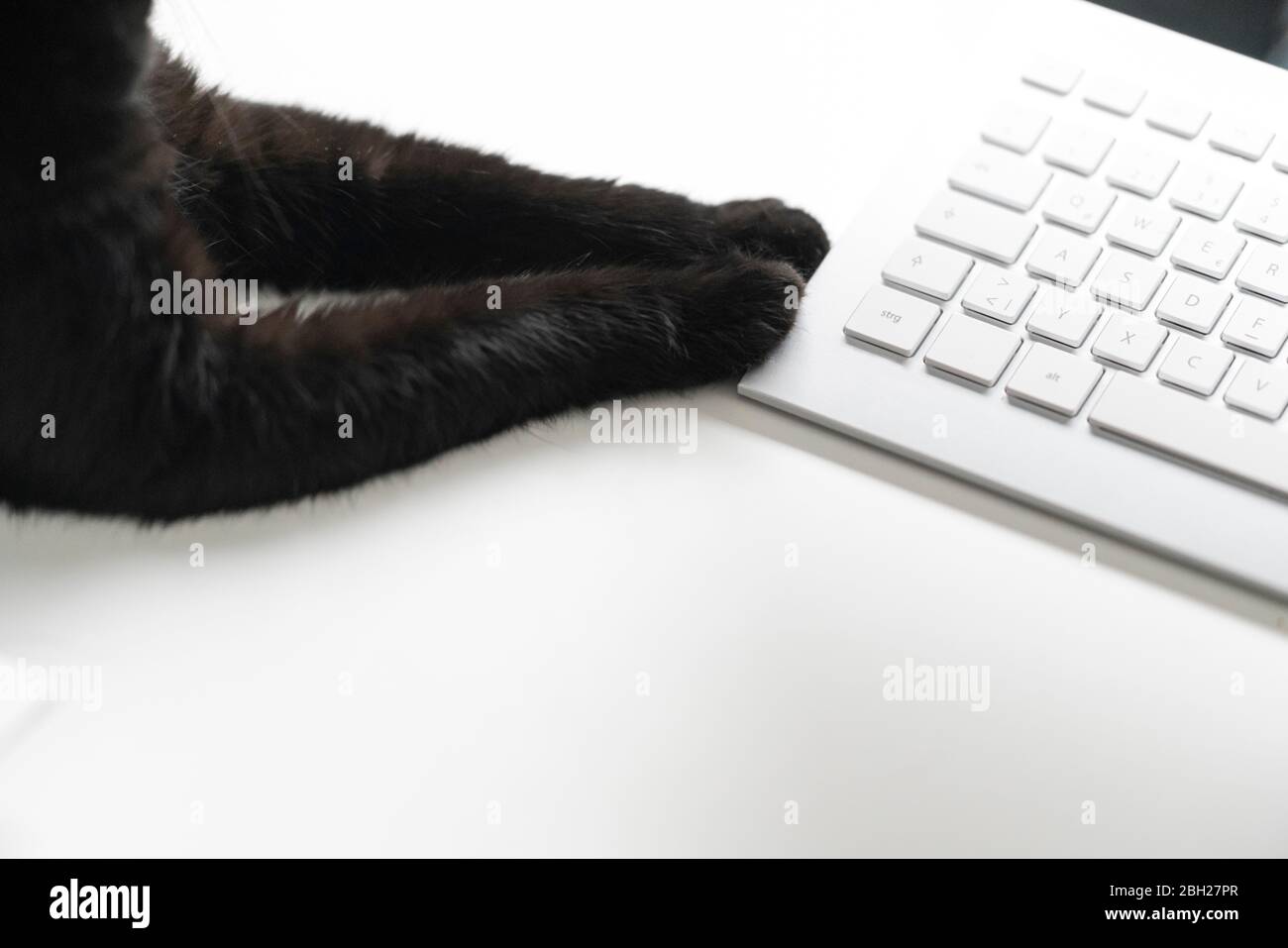 Chat noir couché sur un bureau blanc touchant le clavier avec pattes, vue partielle Banque D'Images