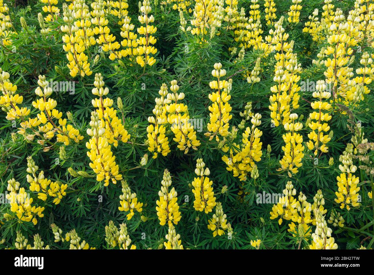 Nouvelle-Zélande, lupin jaune en fleur (Lupinus arboreus) Banque D'Images