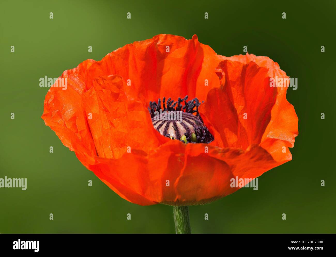 Fleur de pavot rouge sur fond vert Banque D'Images