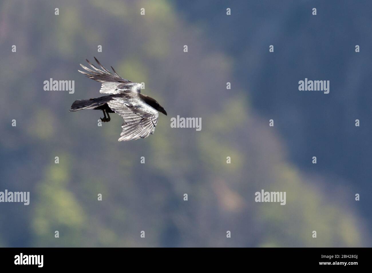 corax noir du nord (corvus) en vol devant la forêt verte avec des jambes tendues Banque D'Images