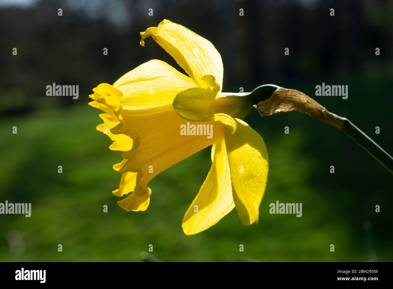 Allemagne, chef de la jonarcisse sauvage (Narcisse pseudocissus) qui fleuit au printemps Banque D'Images