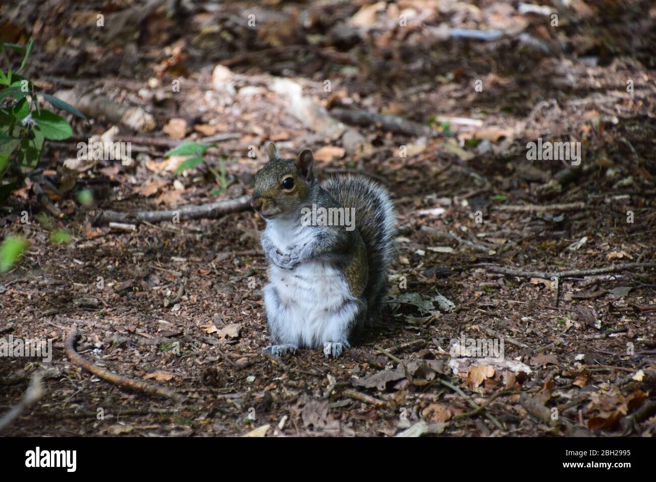 Écureuils gris (Sciurus carolinensis) sur le sol forestier de Sankey Valley Woods St Helens Merseyside. Banque D'Images