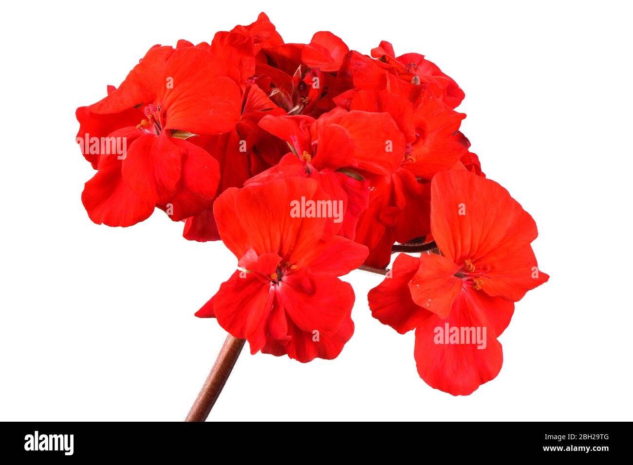 Jardin rouge Geranium Pelargonium fleurs isolées sur fond blanc. Photo haute résolution. Profondeur de champ complète. Banque D'Images