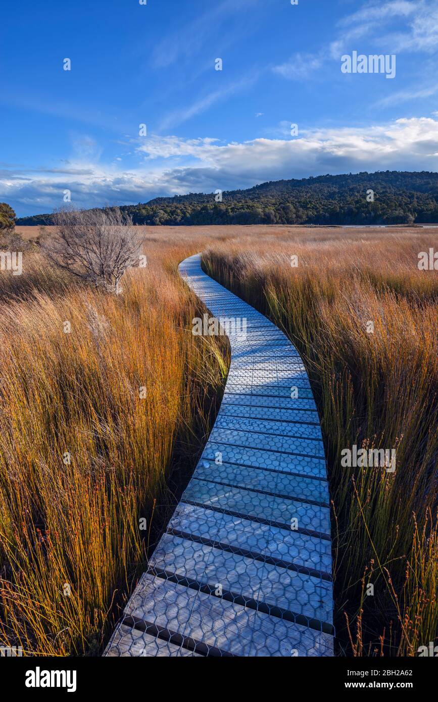 Nouvelle-Zélande, Otago, Clutha District, chemin vide de l'estuaire de Tutuku entouré d'une grande herbe brune Banque D'Images