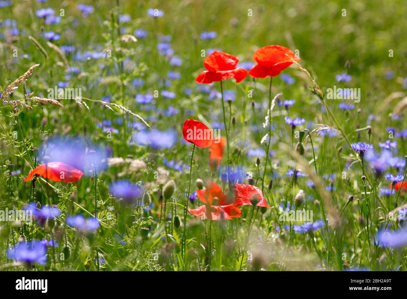 Allemagne, les coquelicots et les fleurs sauvages bleues fleurissent dans la prairie du printemps Banque D'Images
