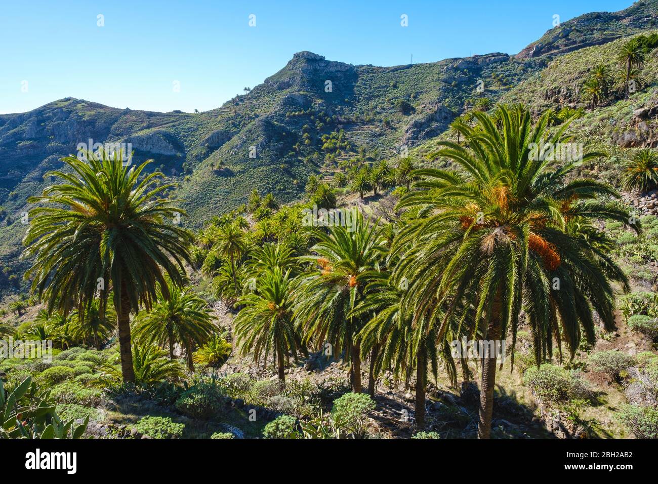 Espagne, province de Santa Cruz de Tenerife, palmiers Date (Phoenix canariensis) croissant dans la vallée verte de l'île de la Gomera Banque D'Images