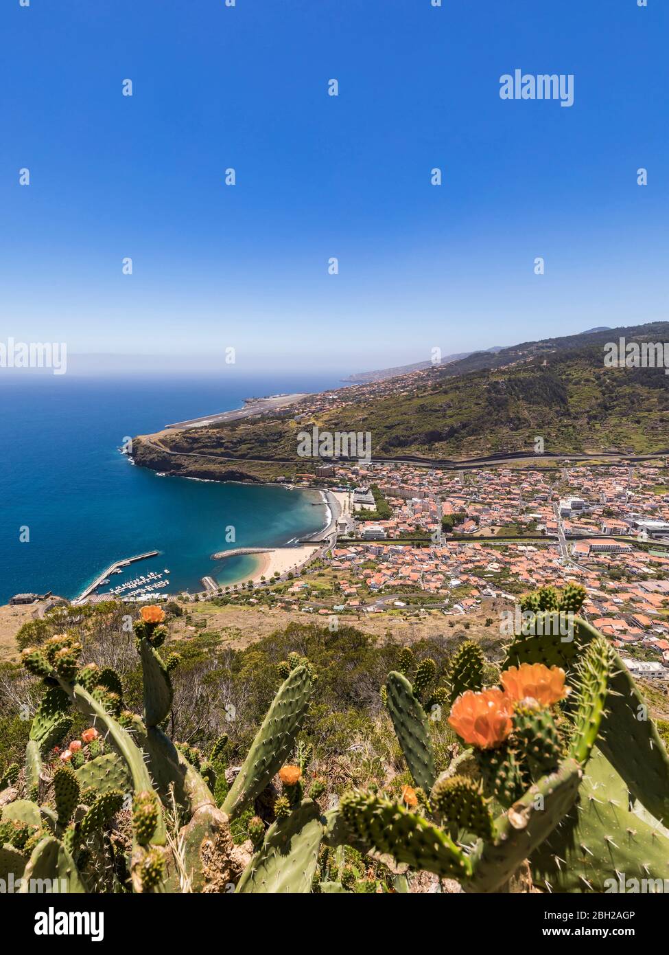 Portugal, Madère, Machico, Cacti croissant sur la colline côtière avec la ville en arrière-plan Banque D'Images