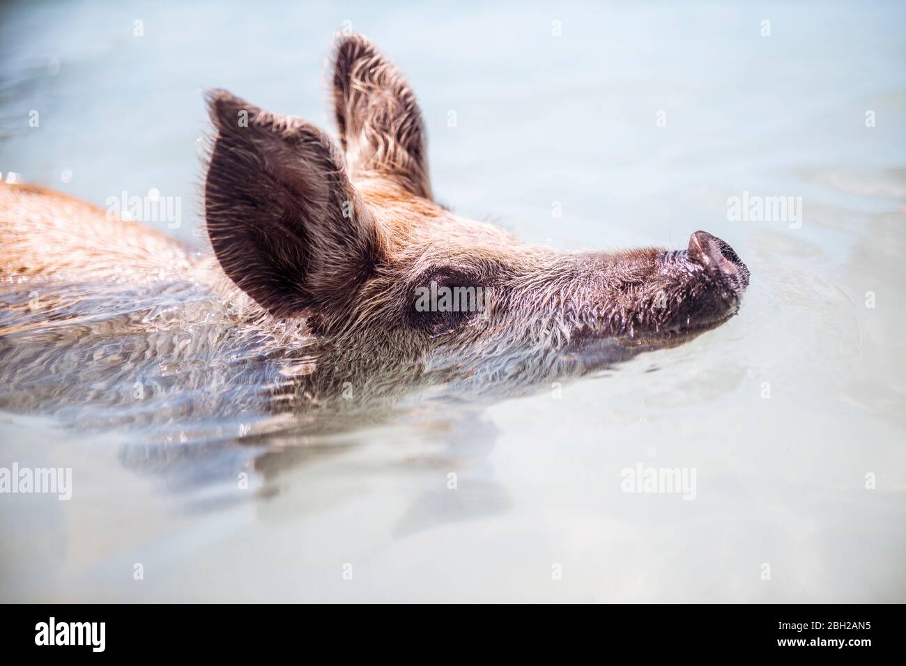 Pig nageant en mer sur la plage de Pig Beach, Exuma, Bahamas, Caraïbes Banque D'Images