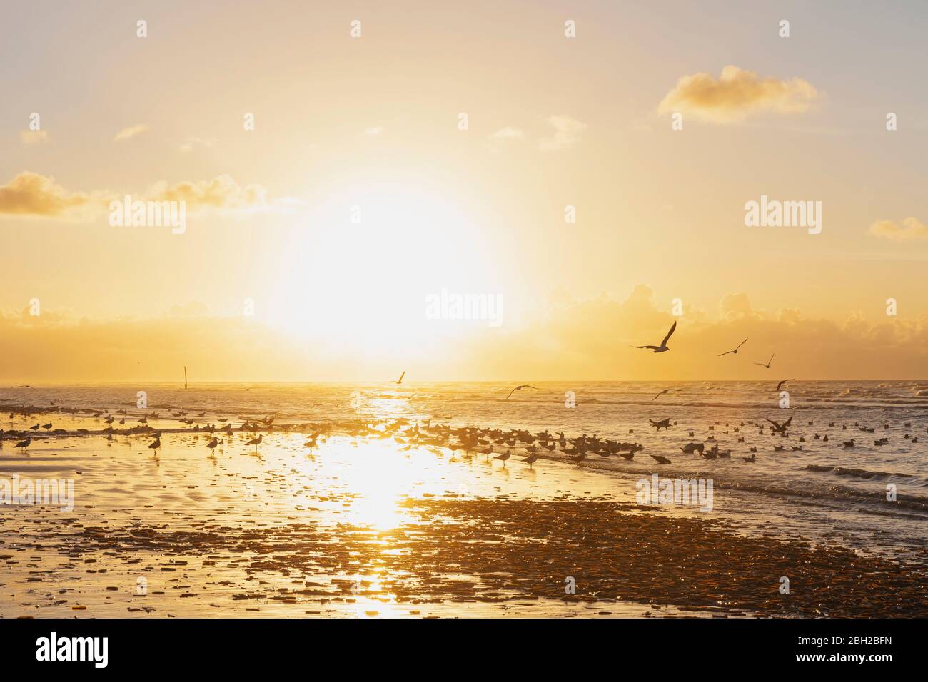 Floqué de silhouettes sur la rive à la plage contre le ciel orange au coucher du soleil, côte de la mer du Nord, Flandre, Belgique Banque D'Images