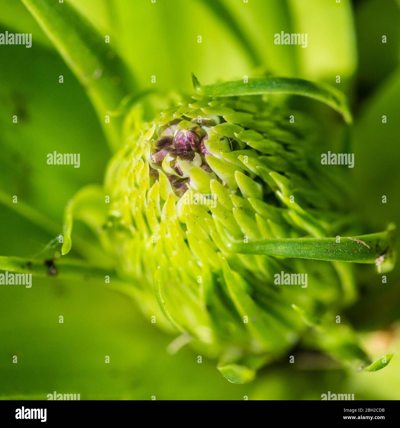 Un macro shopt d'un bourgeon de fleur de squill portugais. Banque D'Images