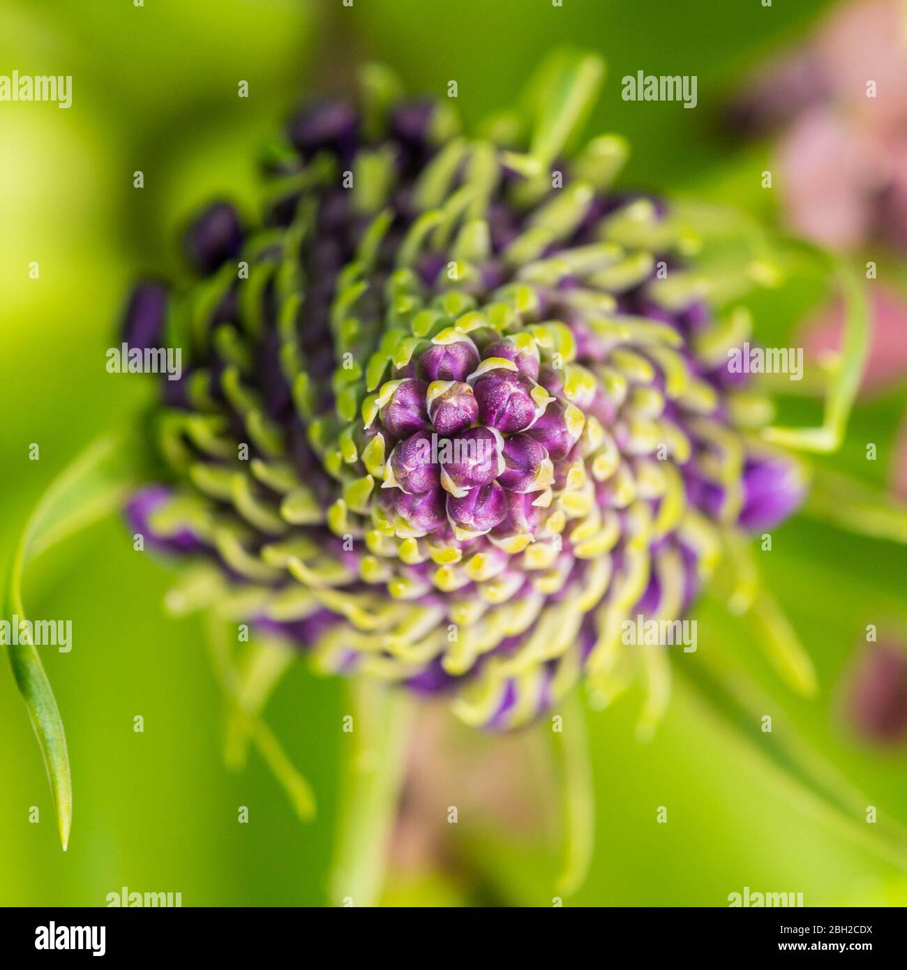 Un plan macro sur un bouton floral squill portugais. Banque D'Images