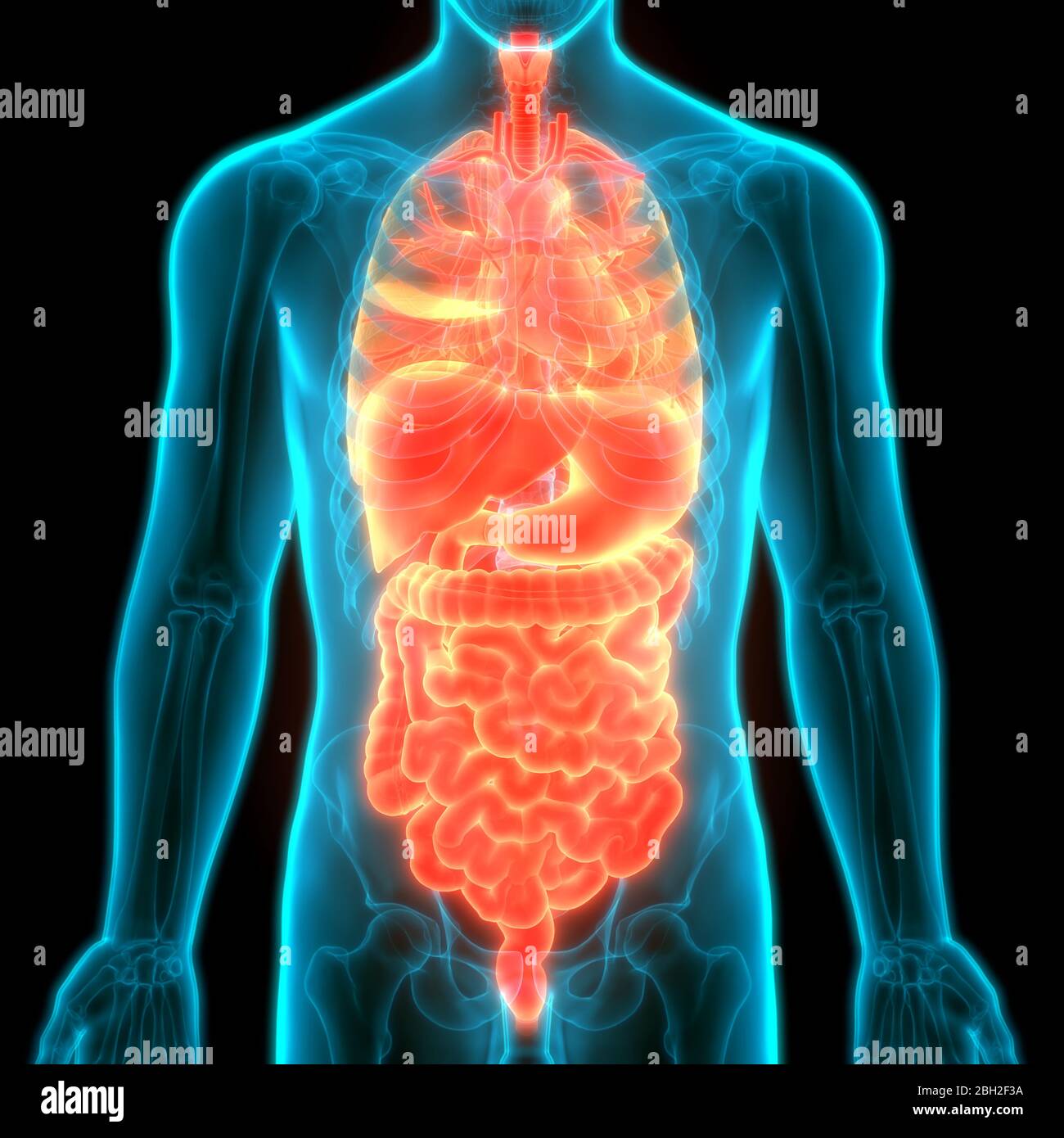 Anatomie des organes internes complets humains Banque D'Images