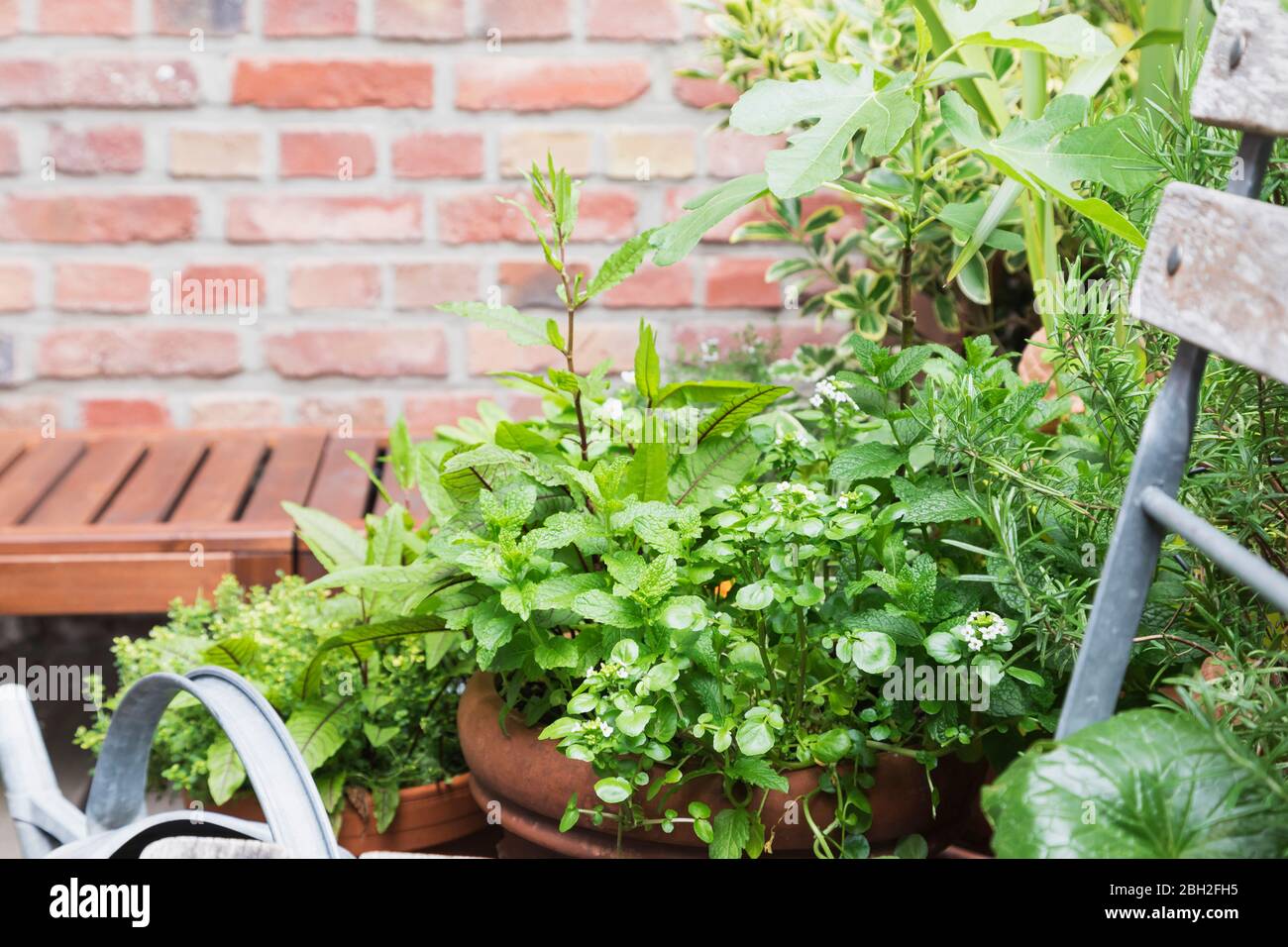 Diverses herbes en pot poussent sur le balcon Banque D'Images