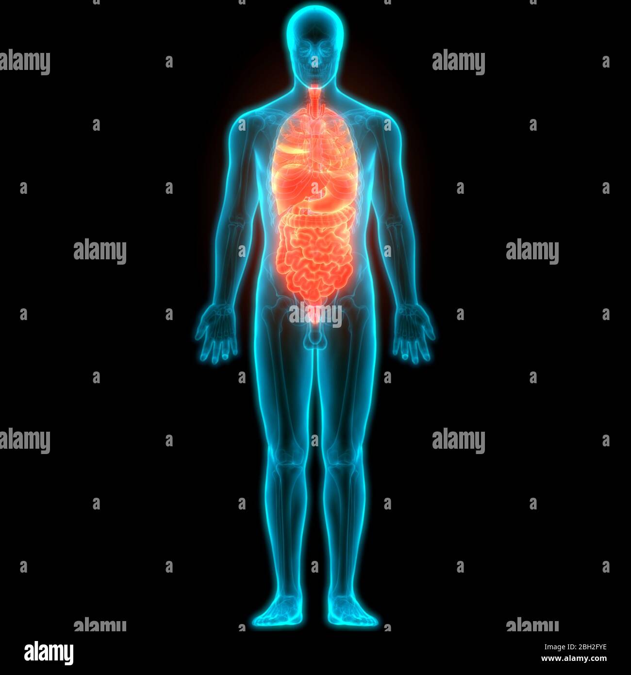 Anatomie des organes internes complets humains Banque D'Images