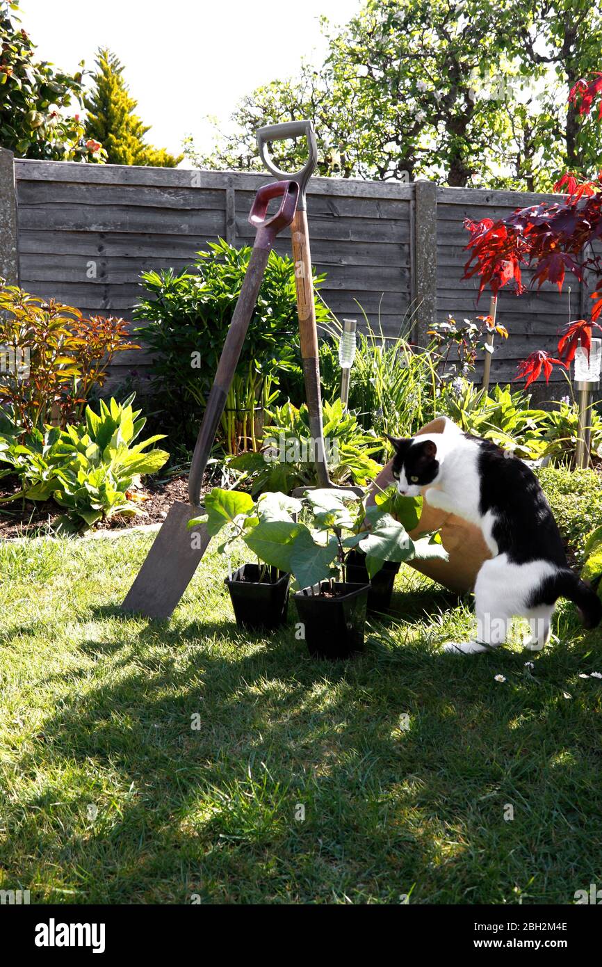 CAT DOMESTIQUE INQUISITIVE DANS LE JARDIN Banque D'Images