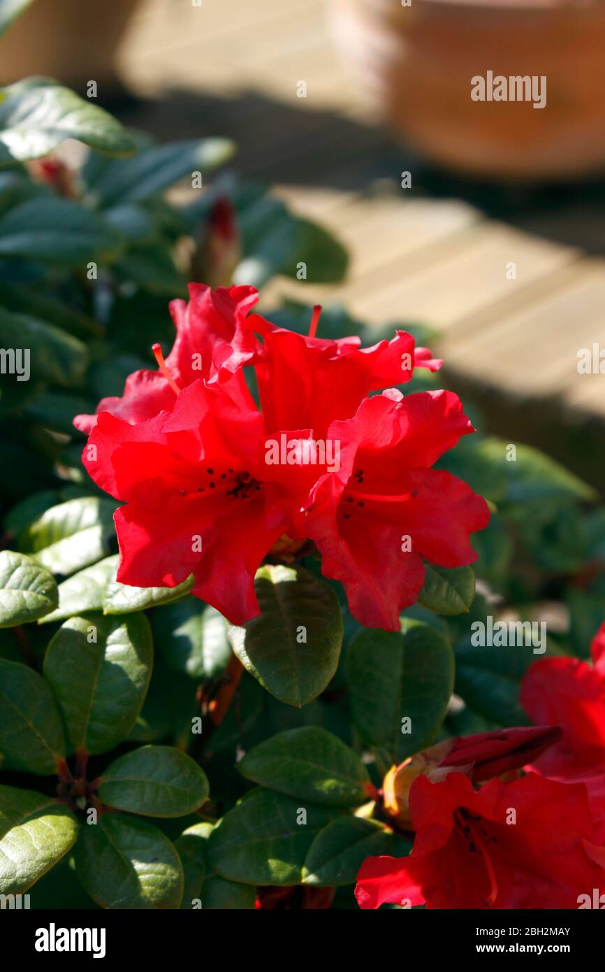 ÉMERVEILLEMENT DES PETITS RHODODENDRONS. POT CULTIVÉ Banque D'Images