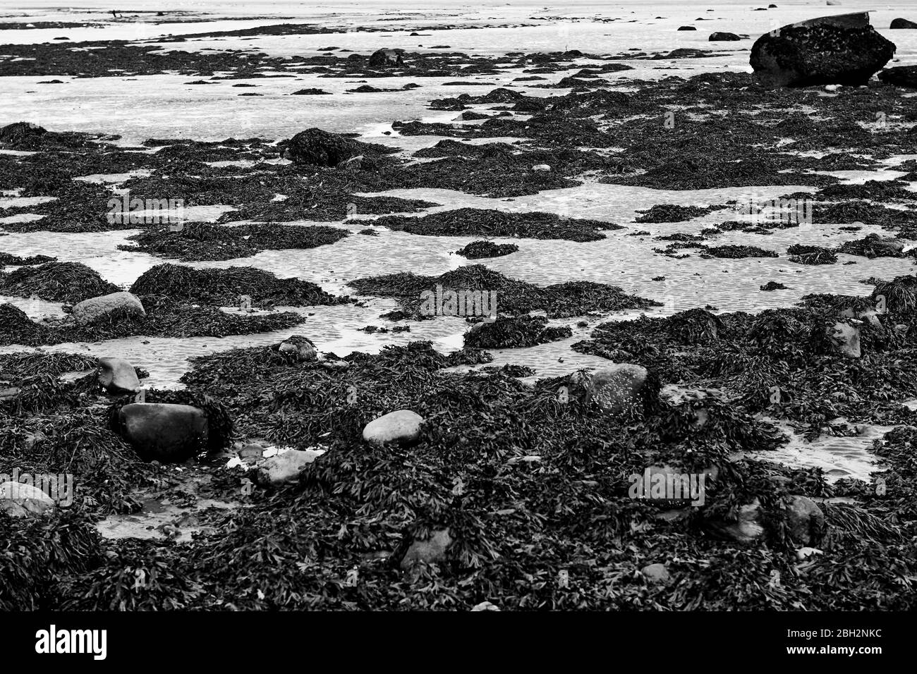 Algues qui poussent à marée basse sur les rochers de la côte d'Aber à Gwynedd au nord du Pays de Galles avec le détroit de Menai en arrière-plan Banque D'Images