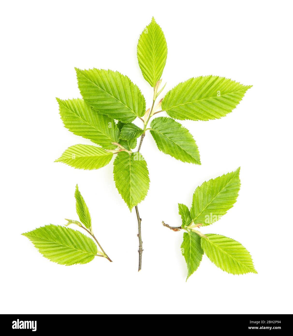 Feuilles vertes isolées sur fond blanc. Détail de l'arbre de printemps Banque D'Images