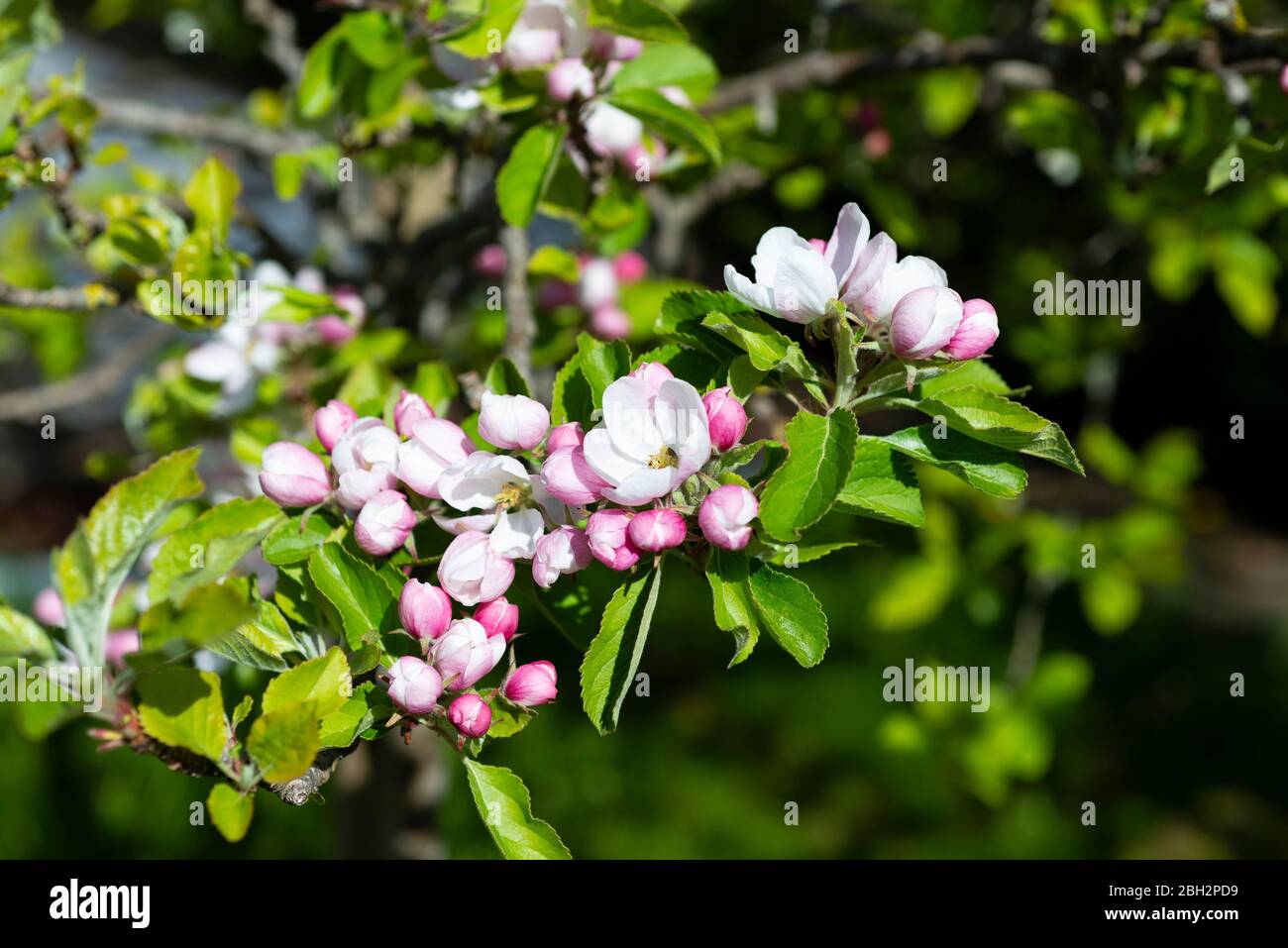 Arbre de pomme (Malus domestica) 'James Grieve' en fleur. Yorkshire du Sud, Angleterre, Royaume-Uni. Banque D'Images