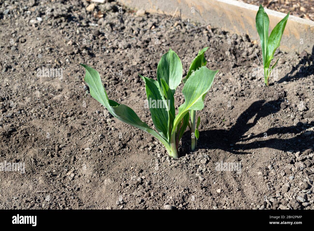 Plantes salsifiantes noires (Scorzonera hispanica) 'long Black Maxima' croissant sur un allotissement. Yorkshire du Sud, Angleterre, Royaume-Uni. Banque D'Images