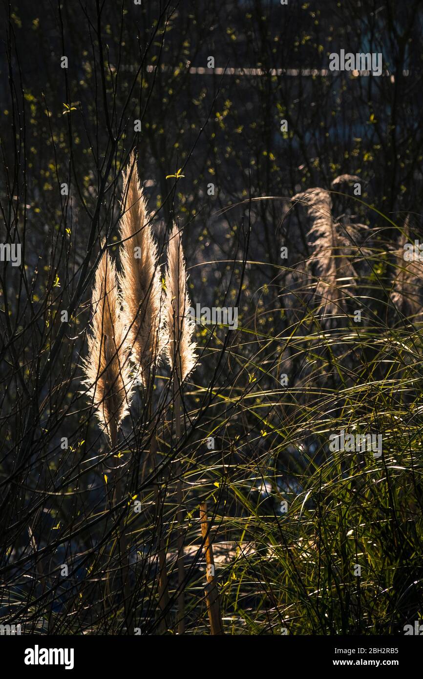 Pampas Grass Cortaderia selloana fleurs inflorescences rétro-éclairées par la lumière du soir. Banque D'Images