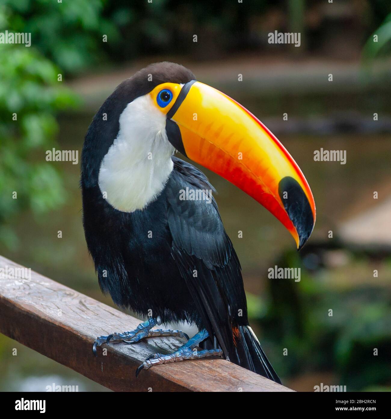 Toco toucan (Ramphastos toco), Foz de Iguazu, Puerto Iguazu, Brésil Banque D'Images