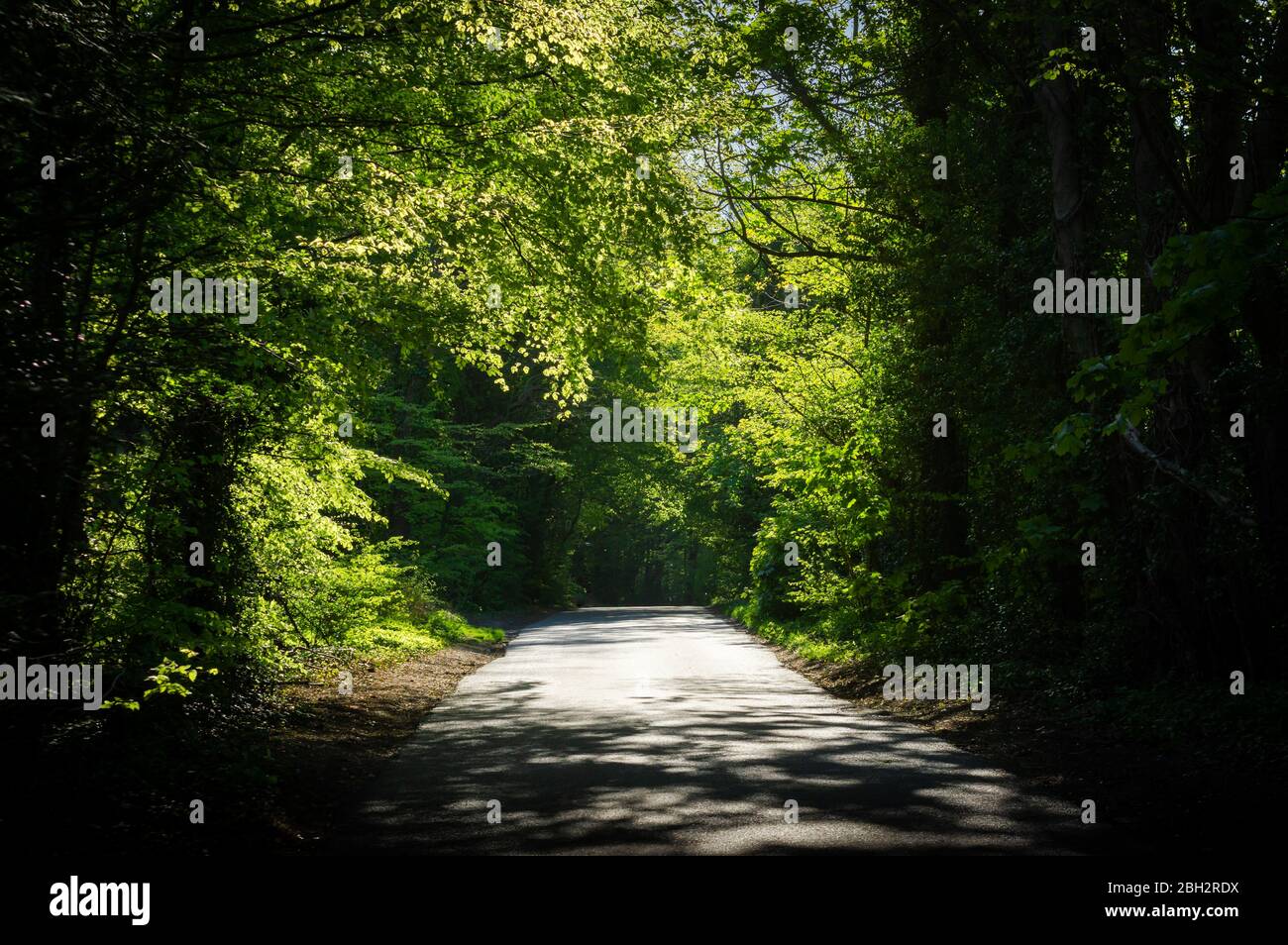 Vue sur une route de campagne verdoyante près de Winchester, Angleterre, dans un après-midi ensoleillé de printemps. Banque D'Images