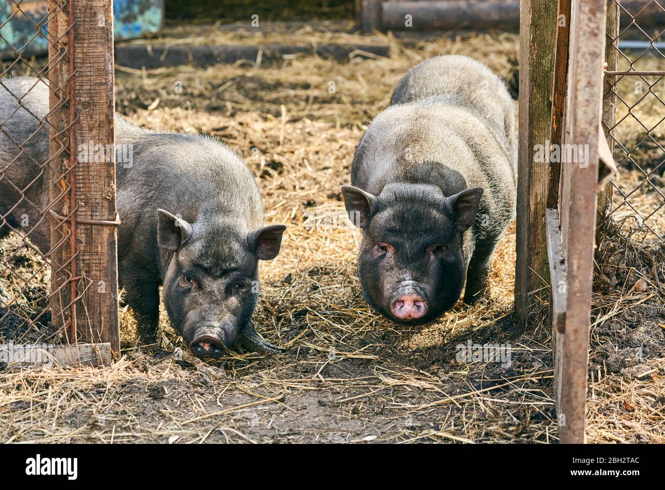 Porc noir à ventre moulé vietnamien. Porcs herbivores. Élevage Banque D'Images