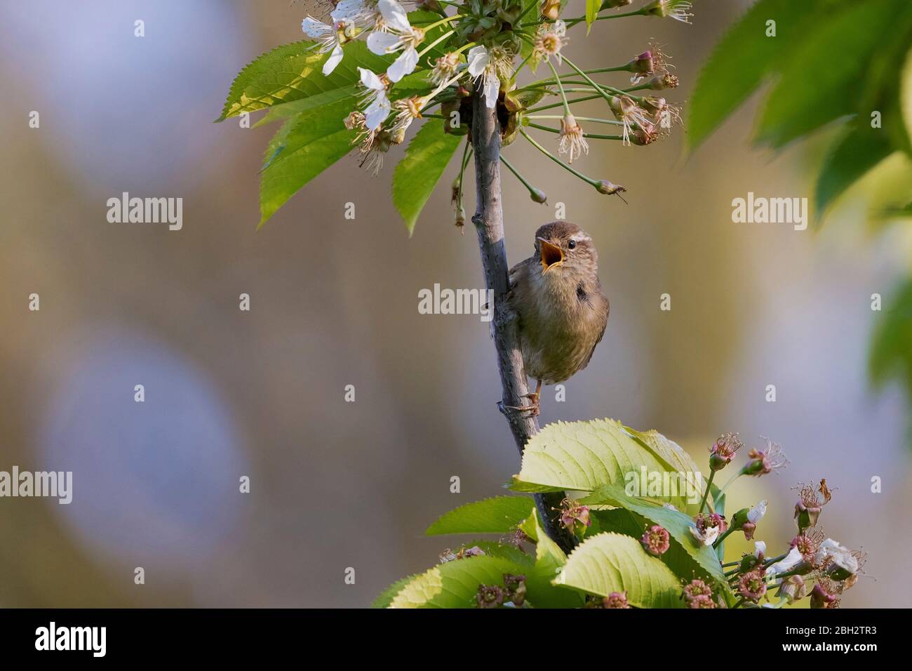 Wren- Troglodytes troglodytes en chanson pleine perchée sur la cerise sauvage - Prunus avium. Ressort. Banque D'Images