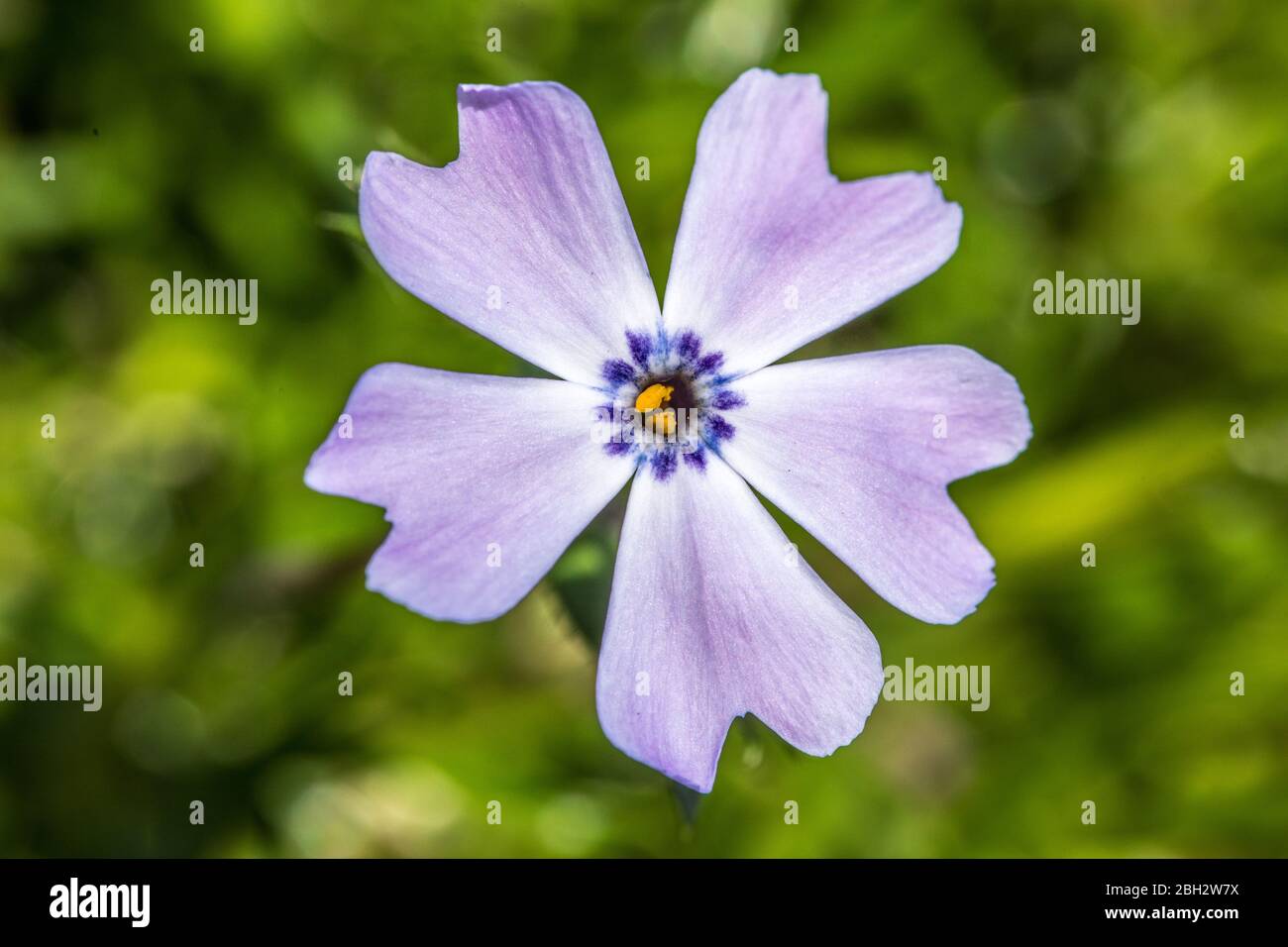 Londres, Angleterre. Avril 2020. Une belle fleur violette pâle créant une couleur de printemps délicate dans un jardin anglais pendant un sort ensoleillé en avril. David Banque D'Images