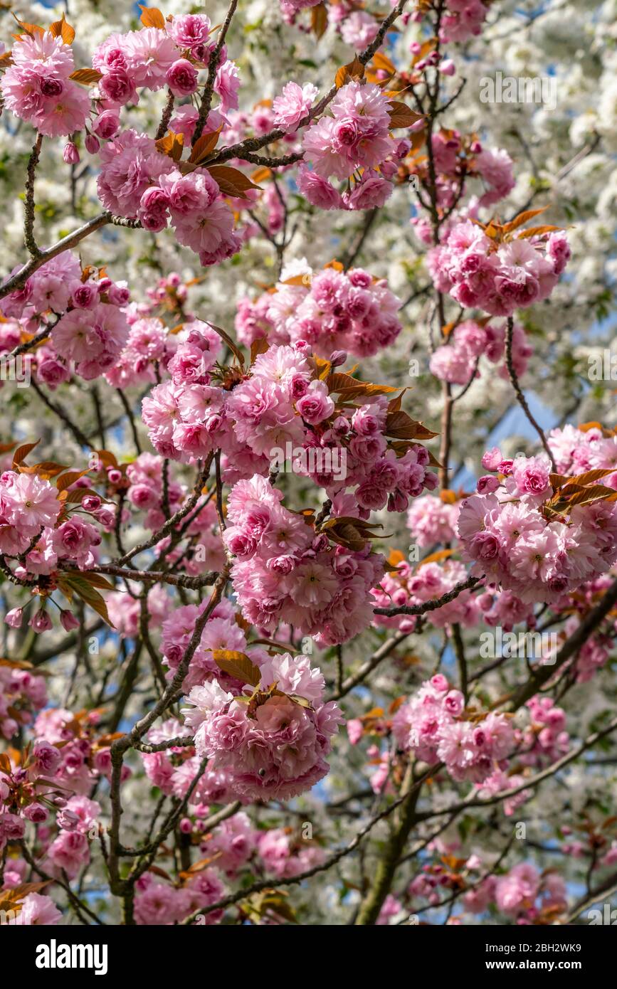 Cherry Blossom, Teltow, Mauerweg, ancienne frontière DDR , près de Berlin, Brandebourg Banque D'Images