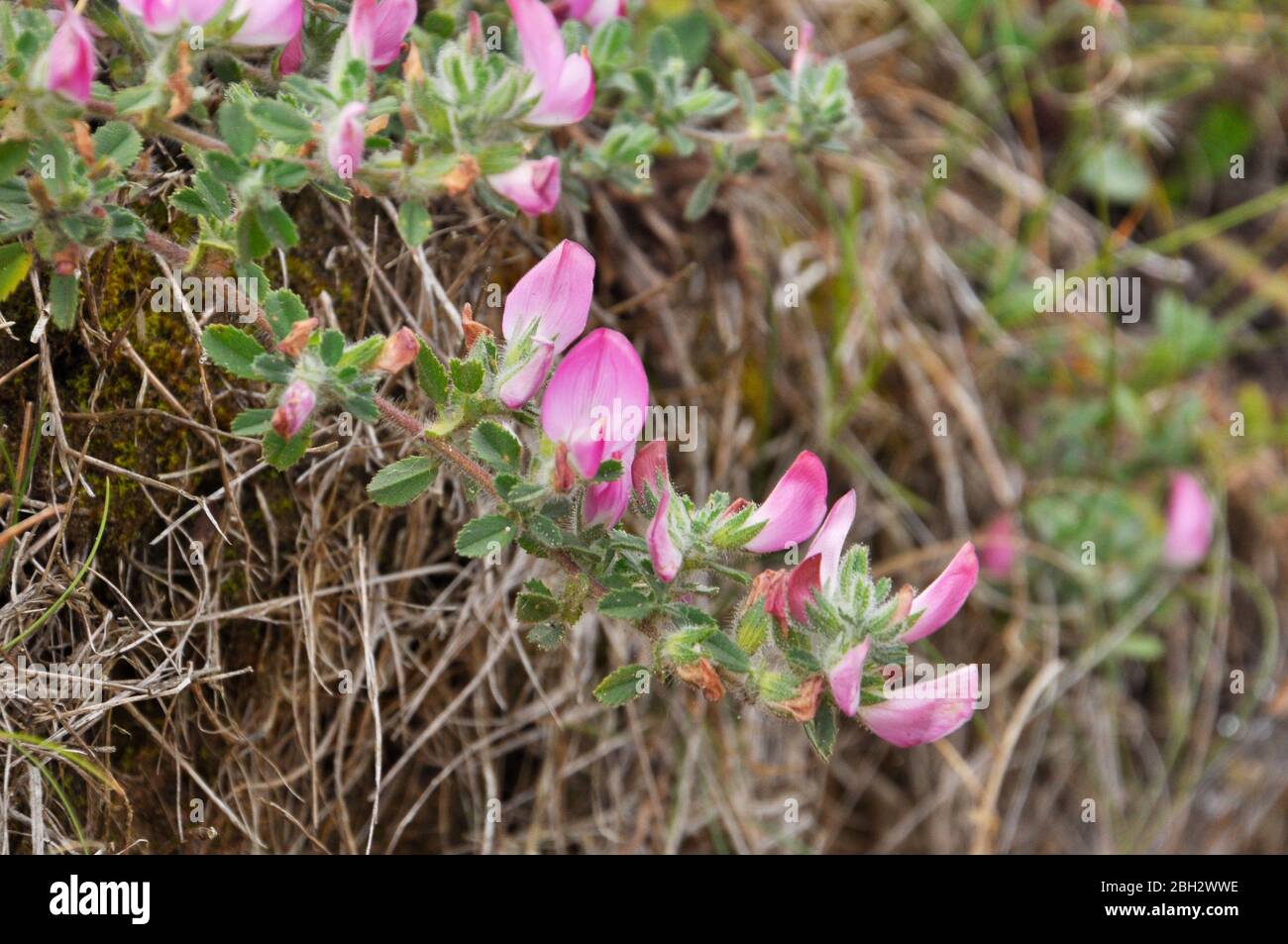 Common Restharrow (Ononis repens),Grensland rugueux et dunes de sable,été,fleurs roses, Braunton Burrows, Devon, Royaume-Uni Banque D'Images