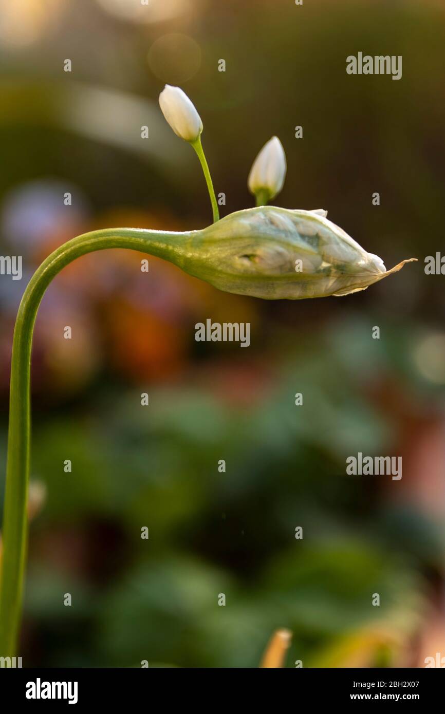Allium Neapolitanum (ail napolitain), commençant à la fleur du portrait de la nature Banque D'Images
