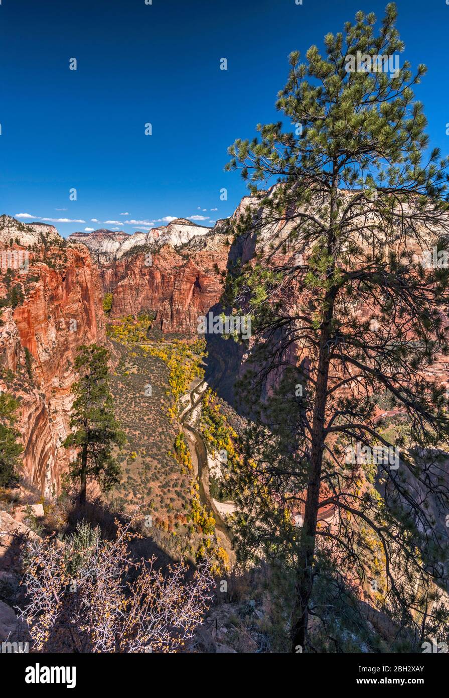 Angels Landing Trail, ascension finale, Zion Canyon ci-dessous, Zion National Park, Utah, États-Unis Banque D'Images