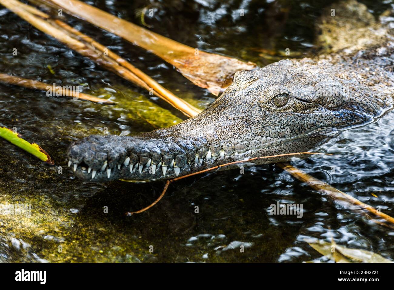 Gros plan sur les yeux, la bouche, les dents et les mâchoires d'un crocodile dans l'eau de l'étang. Zoo de Taronga, Sydney, Nouvelle-Galles du Sud, Australie. Banque D'Images