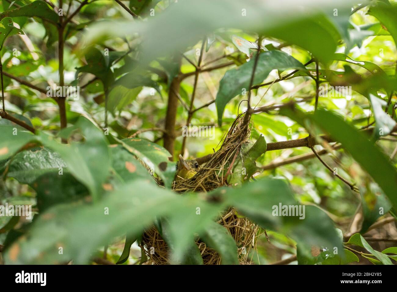 Aské de velours d'oiseau de Madagascar (Philepitta castanea) Banque D'Images