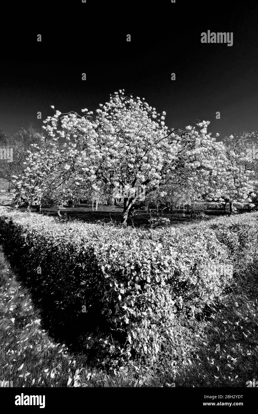 Cerisier arbre à fleurs à l'extérieur de la école Banque D'Images