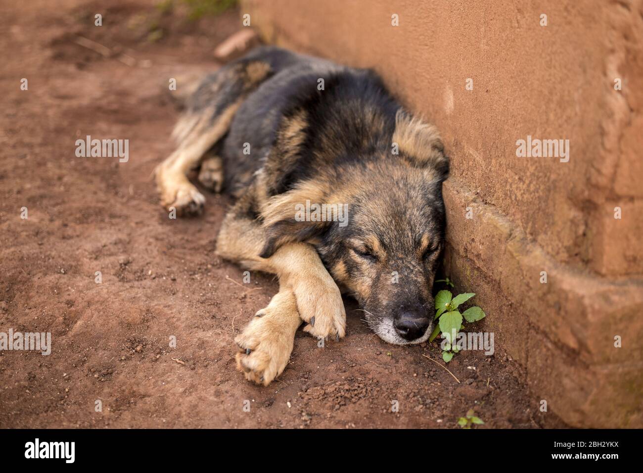 Chien errant se reposant à Madagascar Banque D'Images