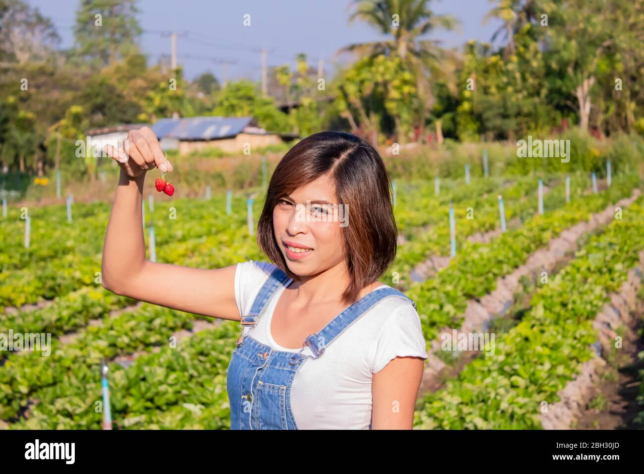 Les femmes asiatiques gardent la fraise rouge dans la ferme. Banque D'Images