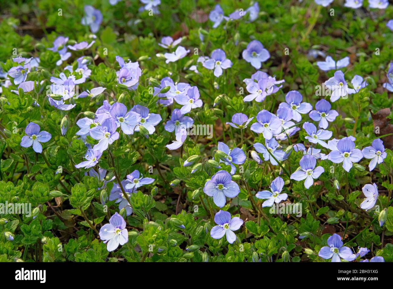 Veronica filiformis est en pleine floraison. Pré sauvage de printemps dans les montagnes. De nombreuses fleurs alpines bleues et de l'herbe verte sur une glade au printemps. Banque D'Images