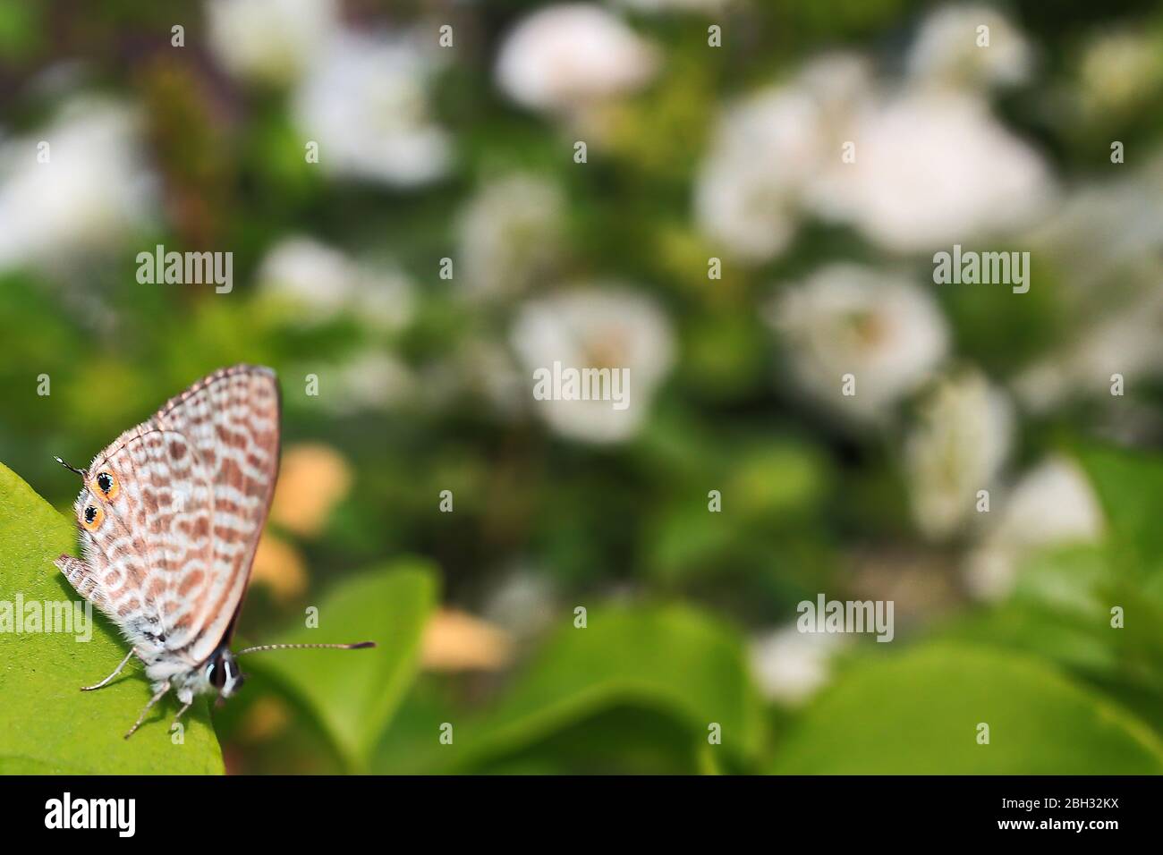 Papillon noir et blanc avec fleurs violettes. Banque D'Images