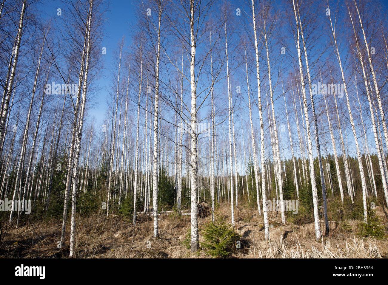 Forêt de bouleau jeune , sans feuilles et à feuilles minces à Spring , Finlande Banque D'Images