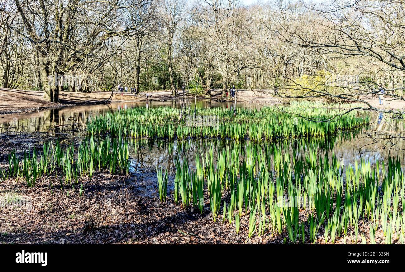 Lilly Pond Hampstead Heath Londres Royaume-Uni Banque D'Images