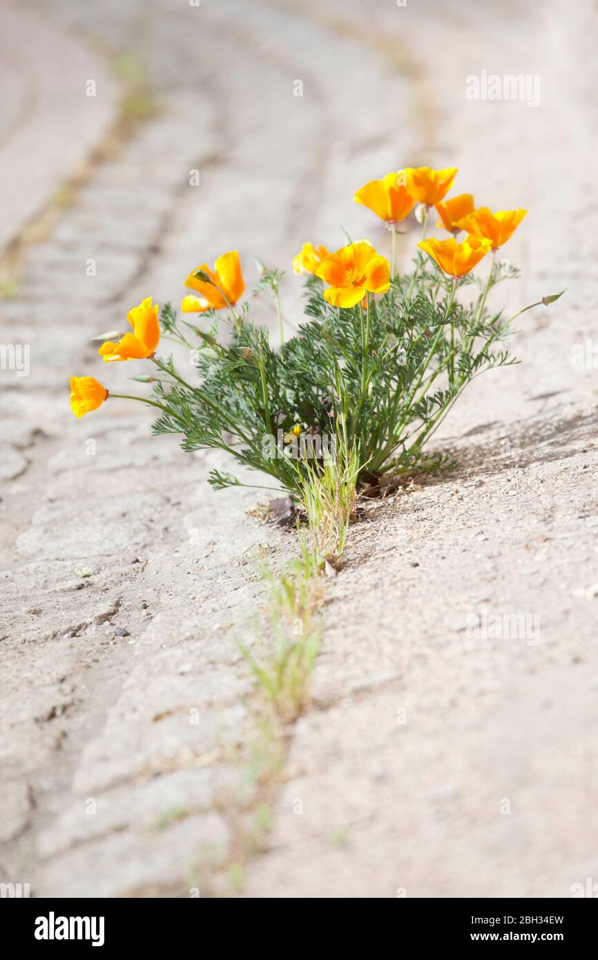 Fleur jaune orange qui pousse dans le pavé d'une rue - se concentrer sur la fleur Banque D'Images