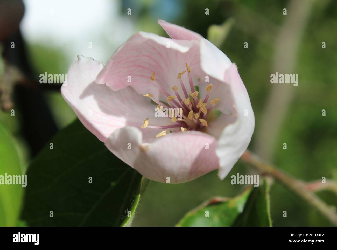 Gros plan sur la jolie fleur rose pâle de Cydonia oblonga, également connue sous le nom de Quince. Eclairage solaire dans un cadre extérieur. Banque D'Images